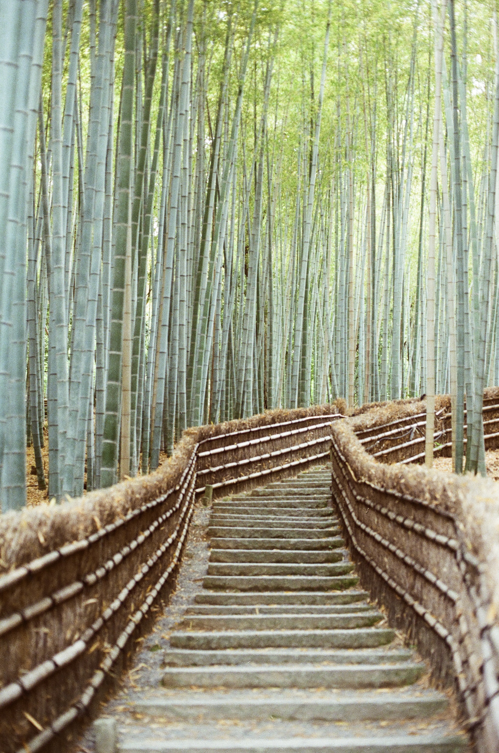 Bamboo Grove.